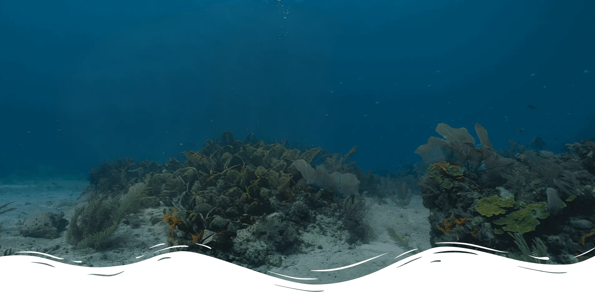 Quam quibusdam ut sa